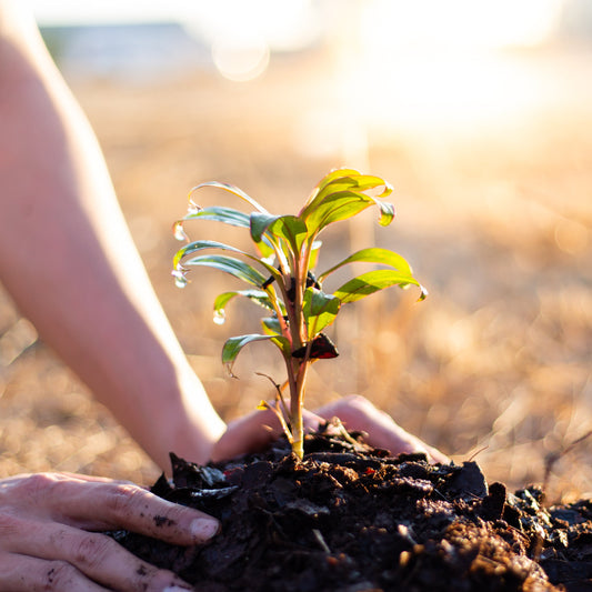 Plant a Tree 🌱